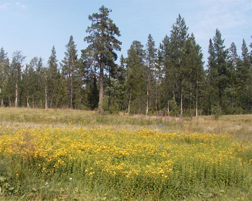 Växter och blommor